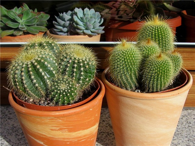 Notocactus warasii ,  Notocactus sulphureus